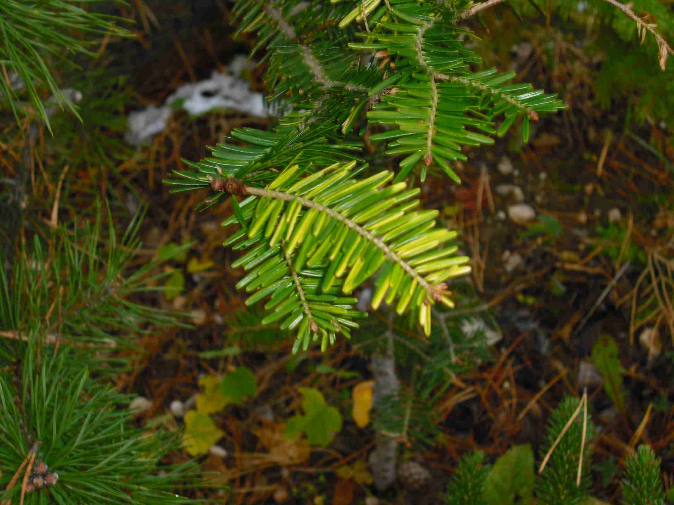 Abies ..... gold variegace (1).jpg